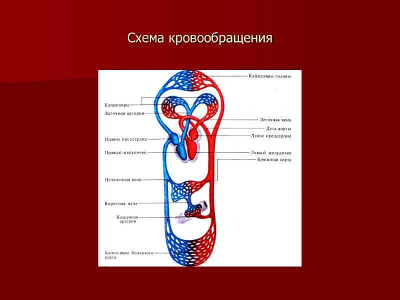 Схема кровообращения